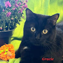 Thumbnail photo of Gracie #1