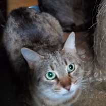 Thumbnail photo of Cats #2