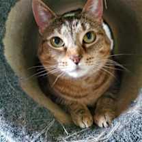 Thumbnail photo of Cats #3