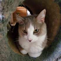 Thumbnail photo of Cats #4