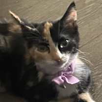 Thumbnail photo of Addie (bonded to Maddie) #2