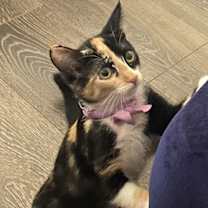 Thumbnail photo of Addie (bonded to Maddie) #3