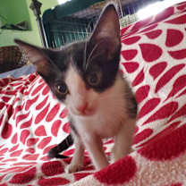 Thumbnail photo of Caoimhe #3