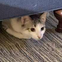 Thumbnail photo of Duchess #1