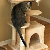 Thumbnail photo of Duchess #3