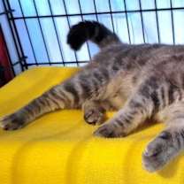 Thumbnail photo of Stormy #1