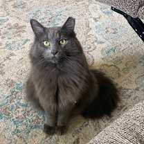 Thumbnail photo of Stella #1