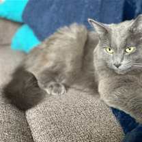 Thumbnail photo of Stella #2