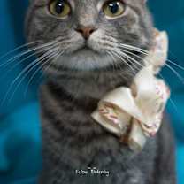 Thumbnail photo of Stormy #3