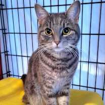Thumbnail photo of Stormy #4