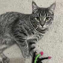 Thumbnail photo of Mirabel #1