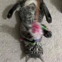 Thumbnail photo of Mirabel #2