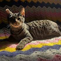 Thumbnail photo of Penny #1