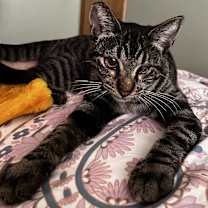 Thumbnail photo of Penny #2