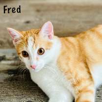 Thumbnail photo of Fred #1