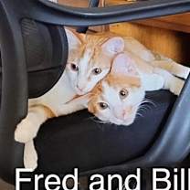 Thumbnail photo of Fred #2