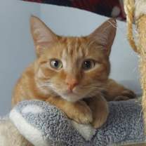 Thumbnail photo of Nemo #1