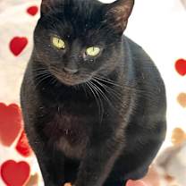 Thumbnail photo of Shadow #2