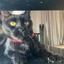 Thumbnail photo of Shadow #4
