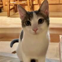 Thumbnail photo of Sweet Sadie #2