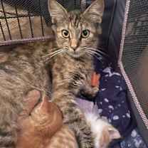Thumbnail photo of Baby Girl  #1