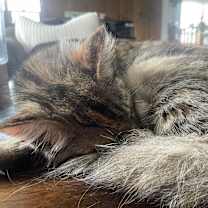 Thumbnail photo of Baby Girl  #3