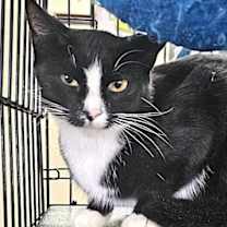 Thumbnail photo of Mirabelle #1