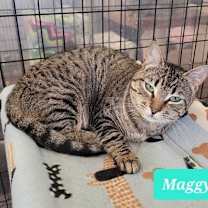 Thumbnail photo of Maggy #3
