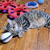 Thumbnail photo of Tinker #1