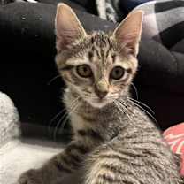Thumbnail photo of Tinker #2