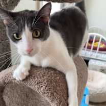 Thumbnail photo of Noel #2