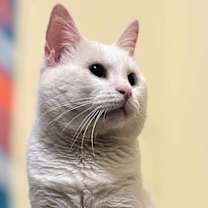Thumbnail photo of Lucky #2