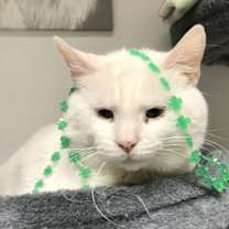 Thumbnail photo of Lucky #4