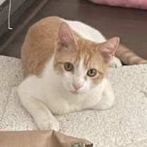 Thumbnail photo of Captain Kirk (bonded to Spock) #1