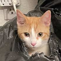 Thumbnail photo of Captain Kirk (bonded to Spock) #2