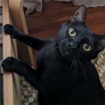 Thumbnail photo of Moxi #3