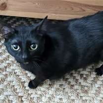 Thumbnail photo of Moxi #4