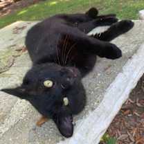 Thumbnail photo of Lancelot #1
