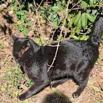 Thumbnail photo of Lancelot #3