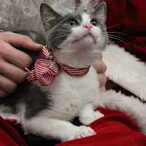 Thumbnail photo of Corduroy (Wilson) #1