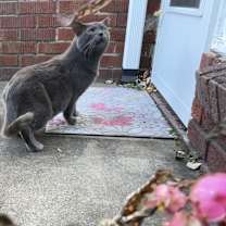 Thumbnail photo of Charlie #3
