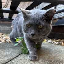 Thumbnail photo of Charlie #4