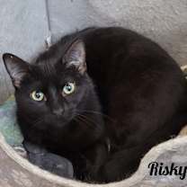 Thumbnail photo of Risky #4