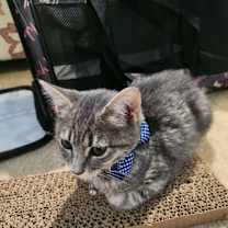 Thumbnail photo of Oscar #2