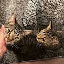 Thumbnail photo of Shadow (tabby) (& Dollface) bonded #2