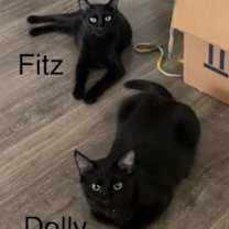 Thumbnail photo of Fitz #1