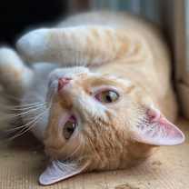 Thumbnail photo of Charlie #2