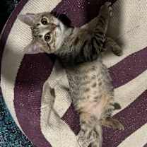 Thumbnail photo of Tinker #3