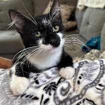 Thumbnail photo of Bigotes (Whiskers) #2