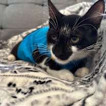Thumbnail photo of Bigotes (Whiskers) #4